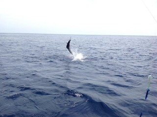 1958307_704161932960455_1901772394_n