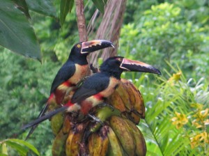 Jaco Beach shuttle service