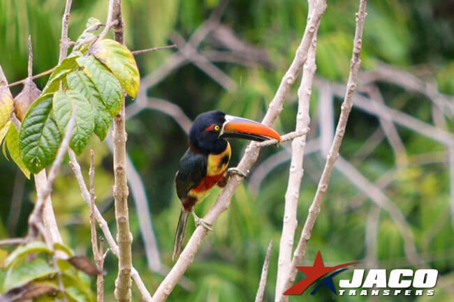 Rain forest Jaco Beach